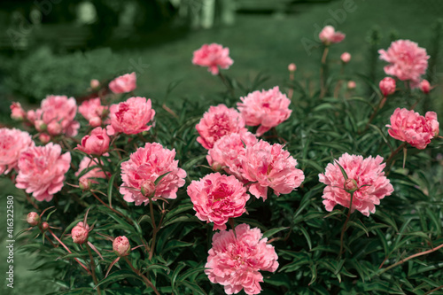 beautiful lush bush of peonies in the summer garden. flowers of unreal pink color. beautiful natural background