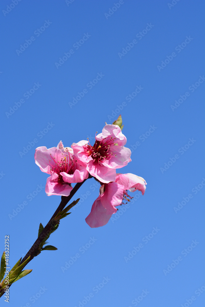 Obraz premium Peach tree