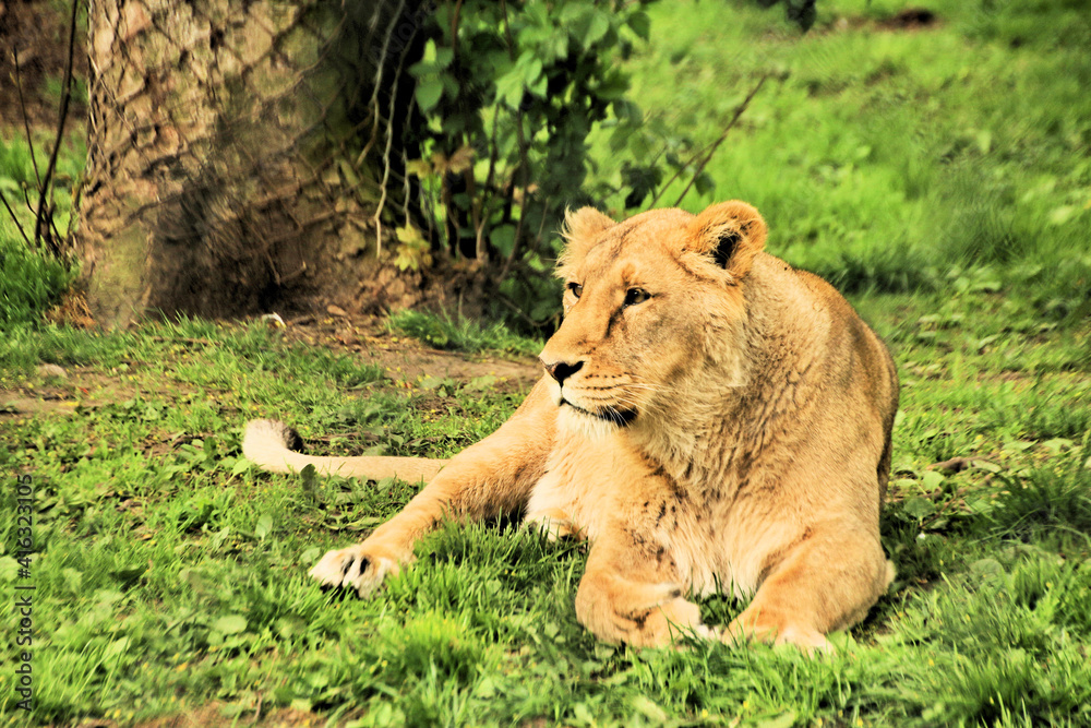A view of an African Lion A view of an African Lion