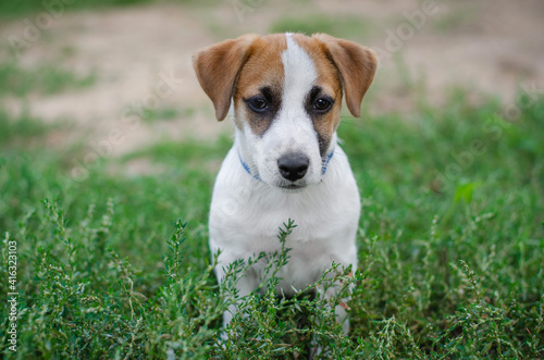 Cute puppy in summer park. Red dog jack russell terrier