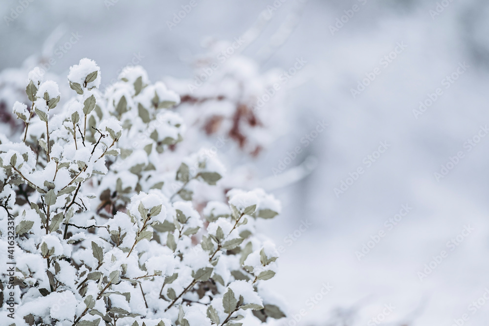 Arbre sous la neige - Ambiance glaciale hivernale Arbre sous la neige - Ambiance glaciale hivernale