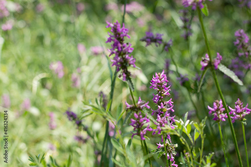 Blurred image of meadow grasses and flowers on a sunny summer day.