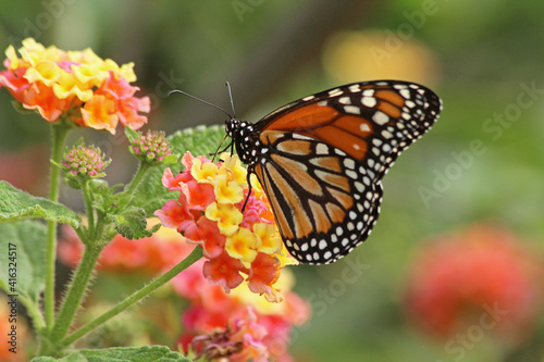butterfly on flower © Eduardo