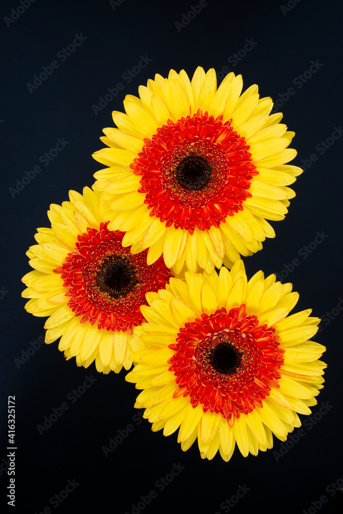Group of three yellow and red gerbera flowers over dark background Group of three yellow and red gerbera flowers over dark background