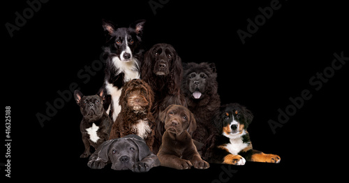 Canvas Print eight dogs isolated on black background