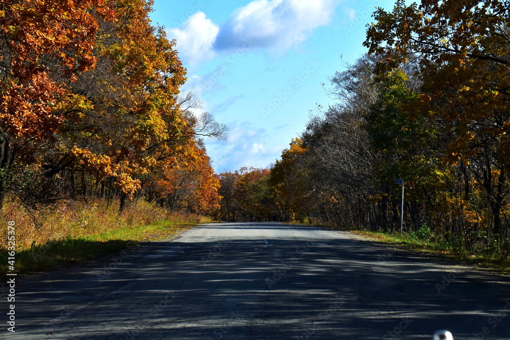 Obraz premium autumn in the forest