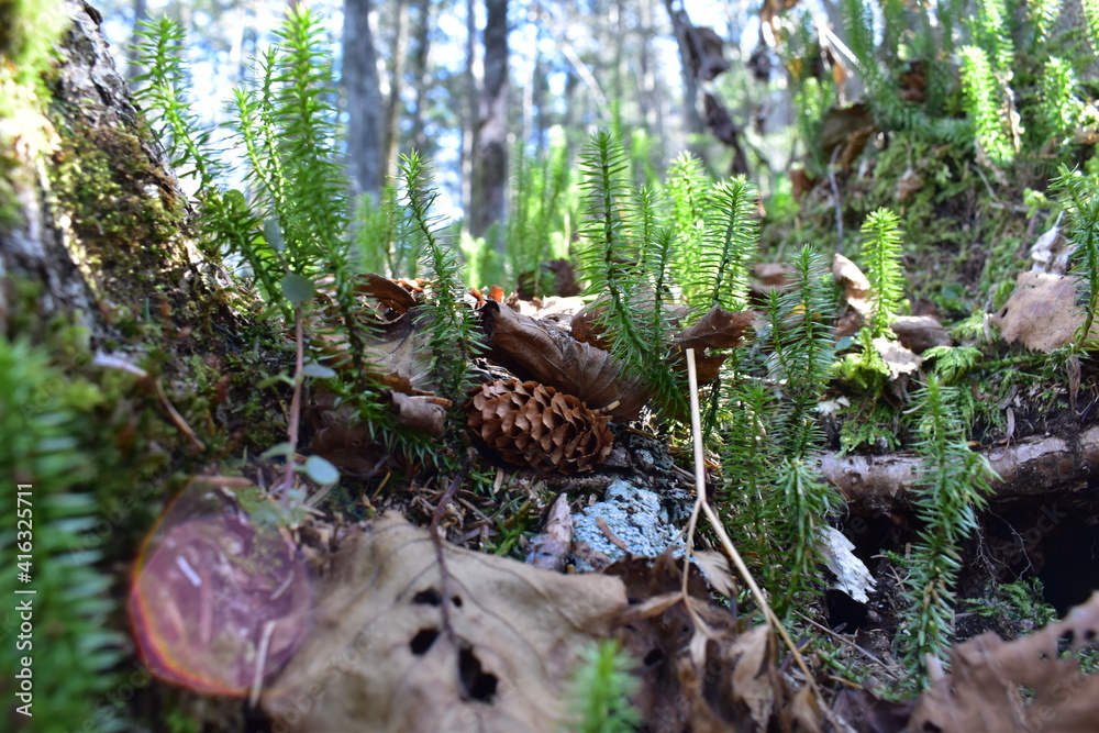Obraz premium moss on the tree