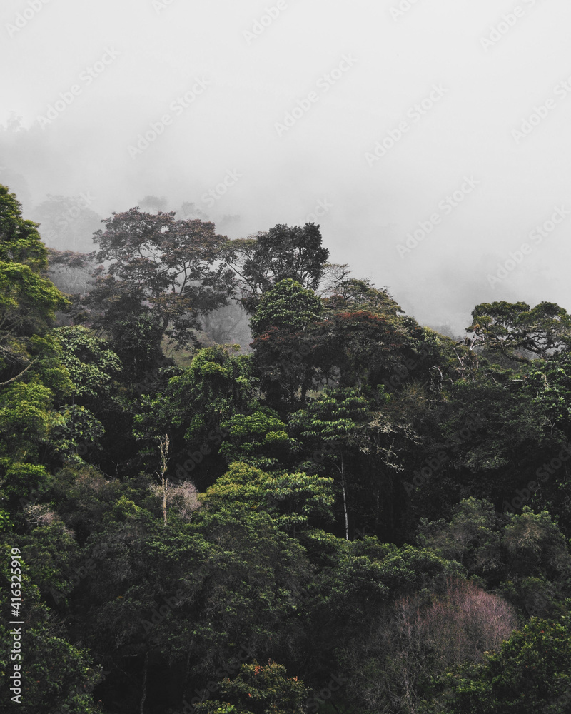 bosque nuboso