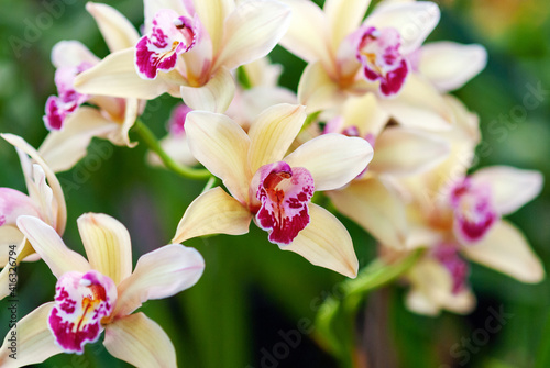 Bild auf Leinwand Beautiful oriental orchid flowers in botanical garden, closeup Cymbidium orchid