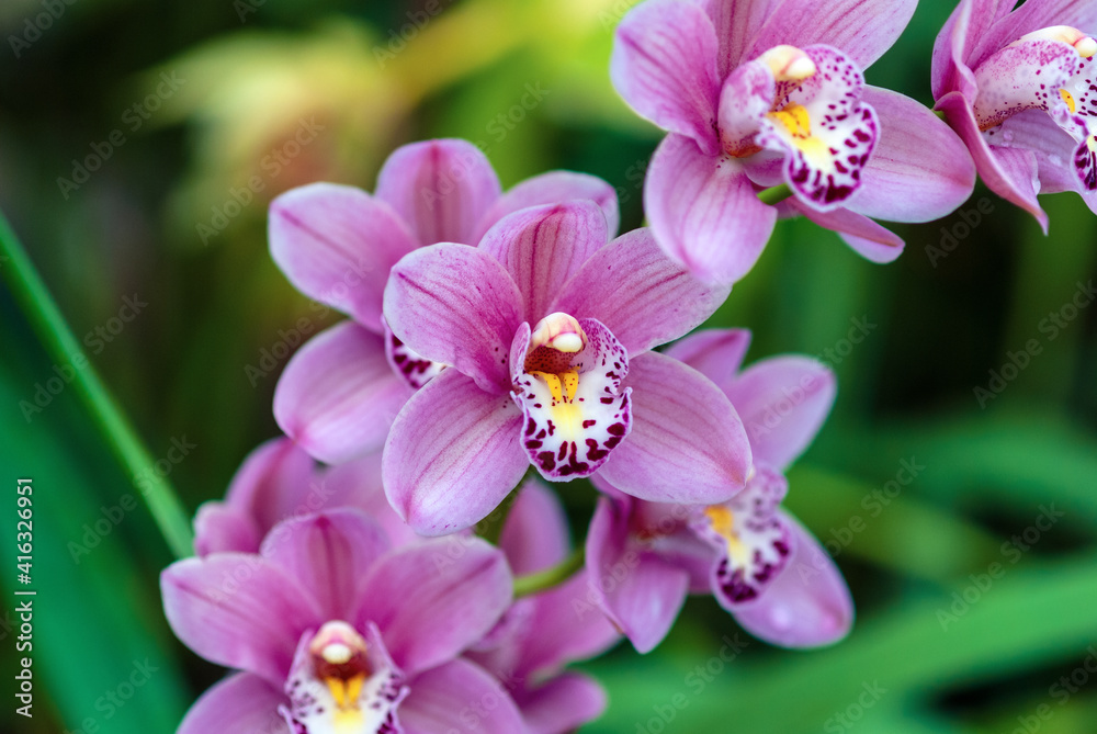 Boat orchid flower spike with pink flowers, close-up Boat orchid flower spike with pink flowers, close-up