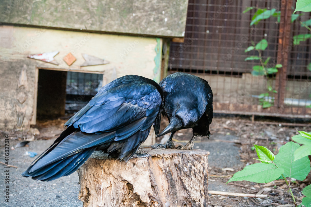 Fototapeta premium Beautiful black crows sit on a stump