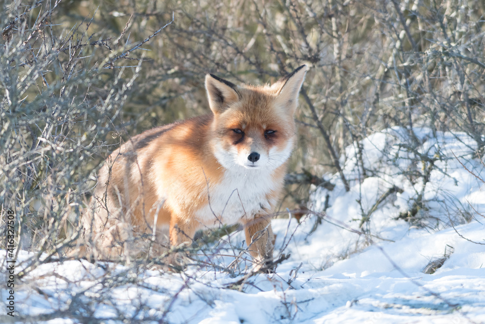 Red fox in the snowy world with freshly fallen snow.
Photographed in the dunes of the Netherlands. Red fox in the snowy world with freshly fallen snow.
Photographed in the dunes of the Netherlands.