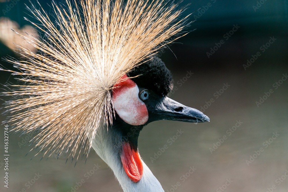 Fototapeta premium Beautiful crowned crane (Balearica pavonina)