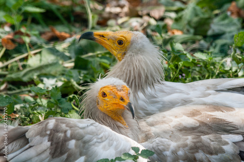 Common vulture (Neophron percnopterus) photo