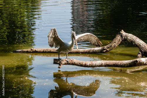 Pelican sits on a log and is heated in the sun