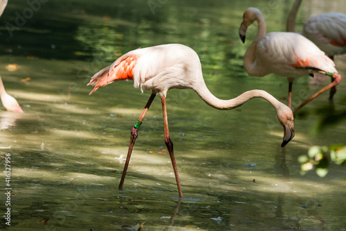 Two flamingos in the lake