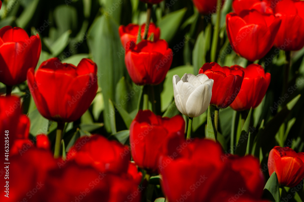 Spring field of colorful tulips