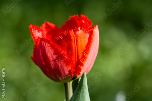 Macro of red tulips on a background of green grass