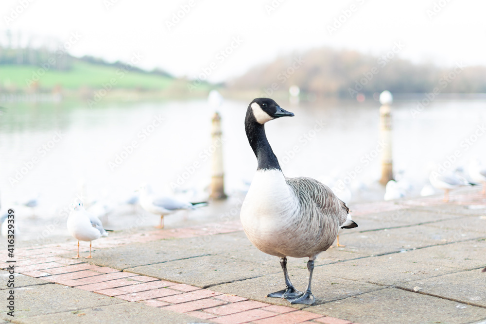 Fototapeta premium Single canada goose walking on a pavement with other birds in background, black gray and white big bird in the town or city looking for food, species from North America spread successfully in the UK.