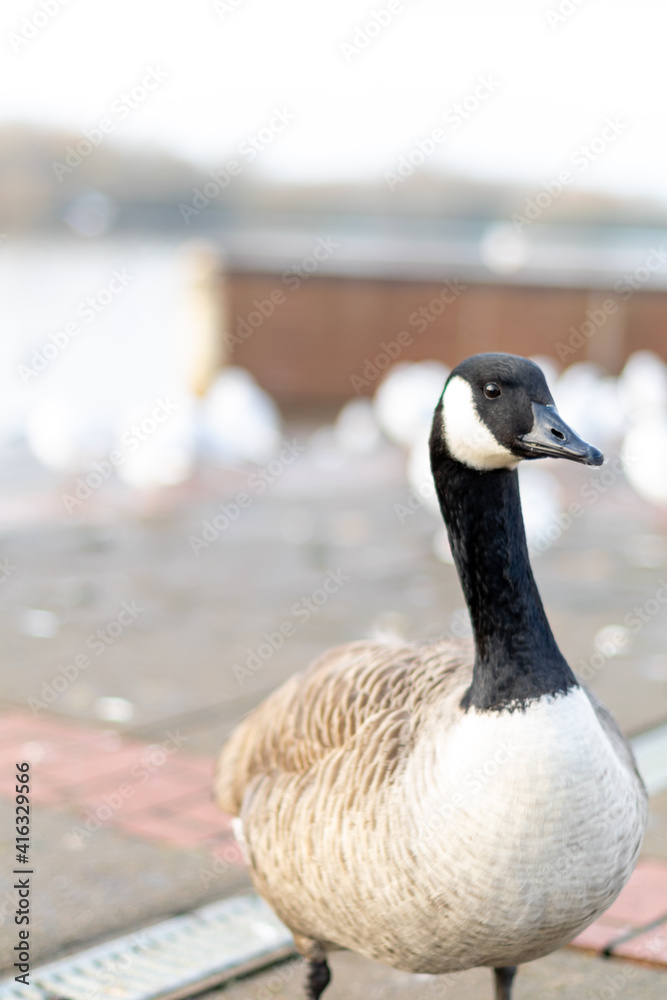 Single canada goose walking on a pavement with other birds in background, black gray and white big bird in the town or city looking for food, species from North America spread successfully in the UK. Single canada goose walking on a pavement with other birds in background, black gray and white big bird in the town or city looking for food, species from North America spread successfully in the UK.