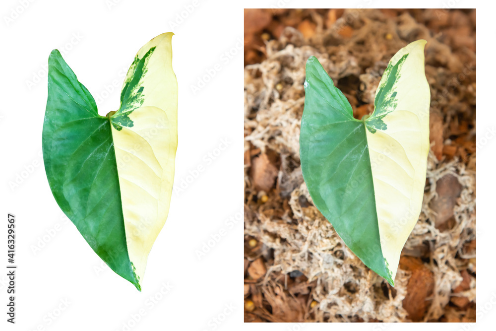 Monstera variegated leaf isolated on white background. Tropical leaves