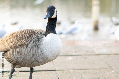 Single canada goose walking on a pavement with other birds in background, black gray and white big bird in the town or city looking for food, species from North America spread successfully in the UK. © Gosia