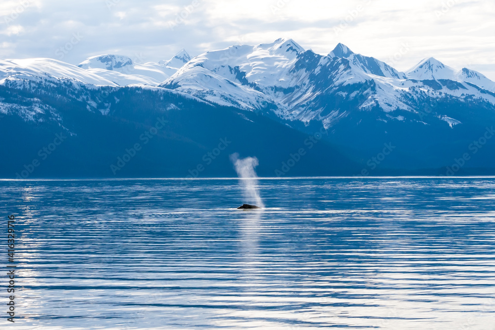 Obraz premium The blow of a Humpback Whale (Megaptera novaeangliae) surfacing off the coast of Alaska with snow-capped mountains in the background
