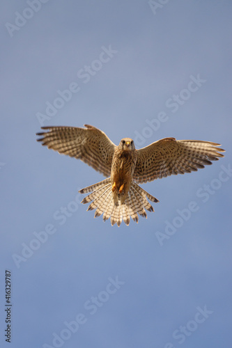 a kestrel (Falco tinnunculus) hovers directly overhead in a clear blue sky, scanning the ground below for prey