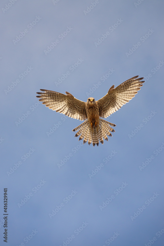 Fototapeta premium a kestrel hovers directly overhead in a clear blue sky whilst scanningthe ground below for prey
