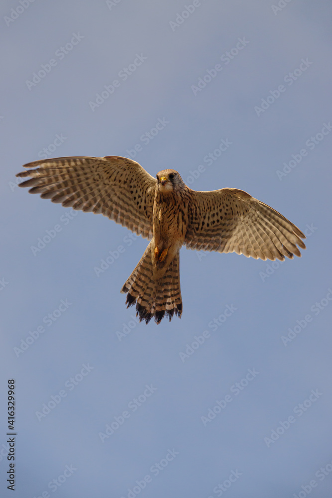 Fototapeta premium a kestrel hovers directly overhead in a clear blue sky whilst scanningthe ground below for prey