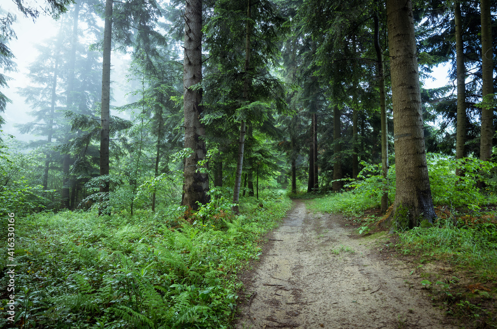 path in the mountain forest path in the mountain forest