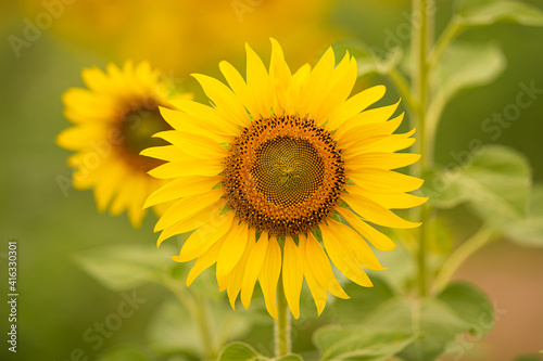 Beautiful sunflower blossom in field