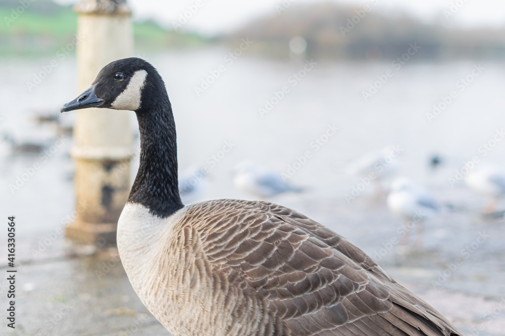 Obraz premium Single canada goose walking on a pavement with other birds in background, black gray and white big bird in the town or city looking for food, species from North America spread successfully in the UK.