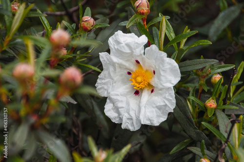 Photos Selective focus shot of a cistus ladanifer in the garden