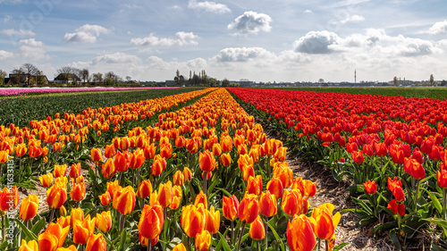Farbenexplosion in den Niederlanden