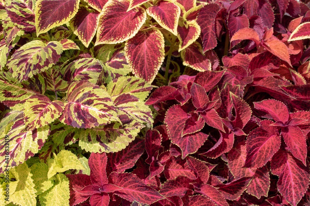 coleus also known as painted nettle or poor man's croton coleus also known as painted nettle or poor man's croton
