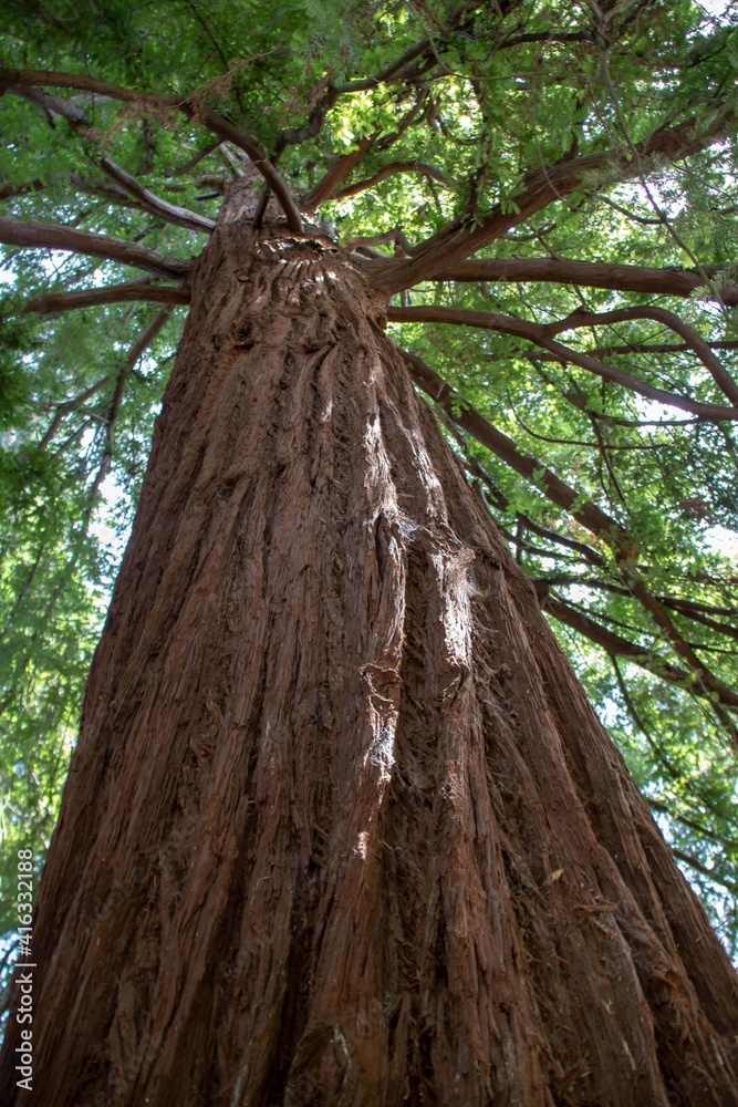 Naklejka premium close up view of old large tree looking up through the green leaves to the sky