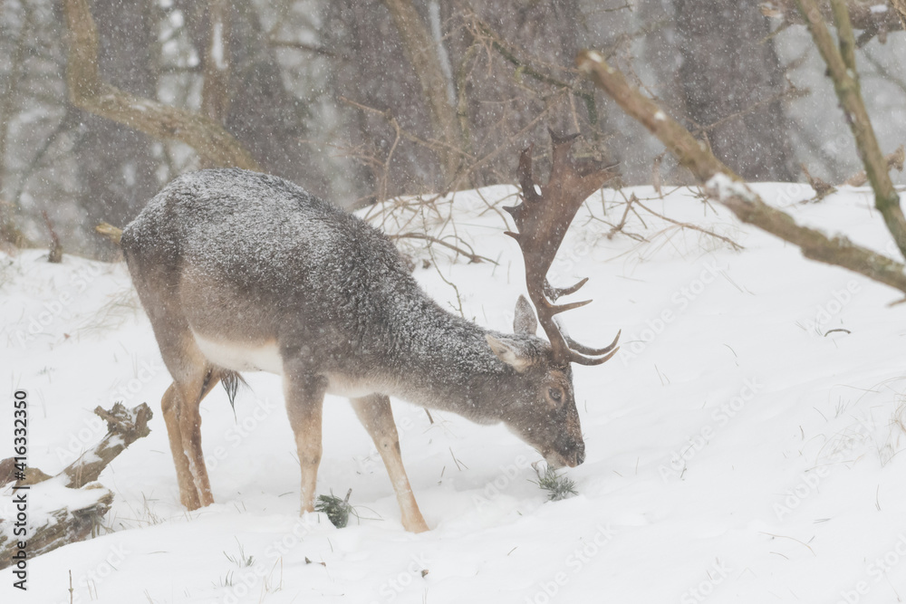 Fallow deer in the snowy world with freshly fallen snow. Photographed in the dunes of the Netherlands. Fallow deer in the snowy world with freshly fallen snow. Photographed in the dunes of the Netherlands.