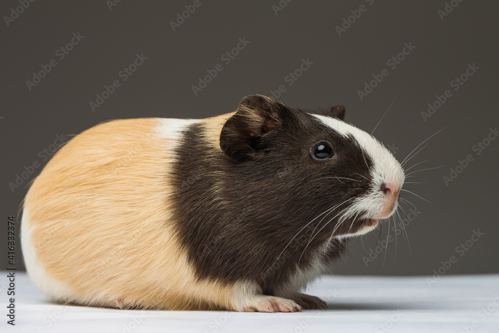 Fototapeta premium Guinea pig three colouring studio