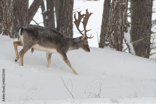 Wallpaper Mural Fallow deer in the snowy world with freshly fallen snow. Photographed in the dunes of the Netherlands. Torontodigital.ca