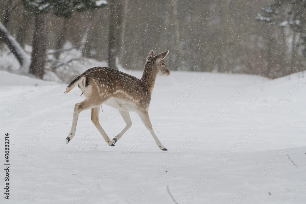 Fallow deer in the snowy world with freshly fallen snow. Photographed in the dunes of the Netherlands. Fallow deer in the snowy world with freshly fallen snow. Photographed in the dunes of the Netherlands.