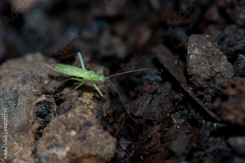 Bug on the forest floor. Cubo de La Galga. La Palma. Canary Islands. Spain. © Víctor