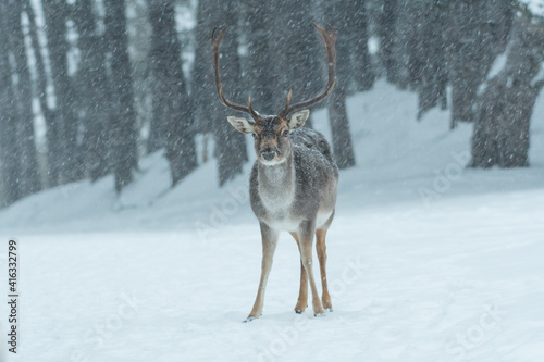 Fallow deer in the snowy world with freshly fallen snow. Photographed in the dunes of the Netherlands.