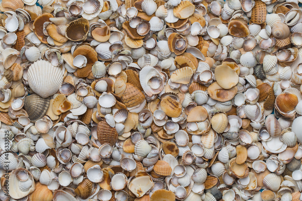 Different sea shell close up