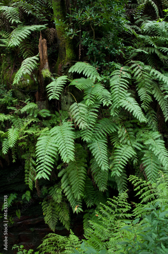 Chain ferns Woodwardia radicans. Cubo de La Galga. La Palma. Canary Islands. Spain.