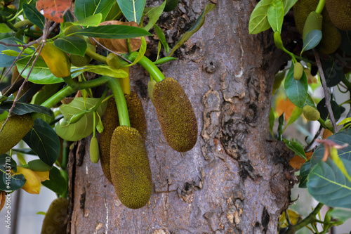 Raw and young jackfruits hanging on its tree, selective and soft focus. photo