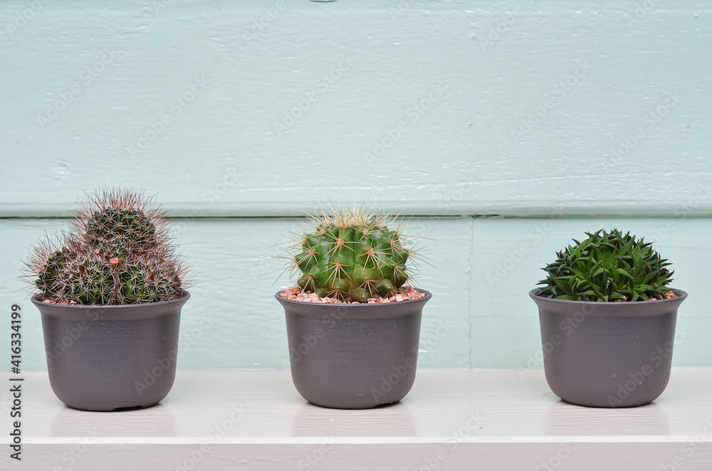 Cactus in a pot on table. Cactus in a pot on table.
