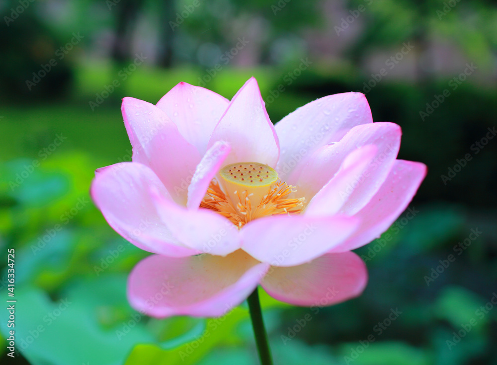 summer season lotus blooming summer season lotus blooming