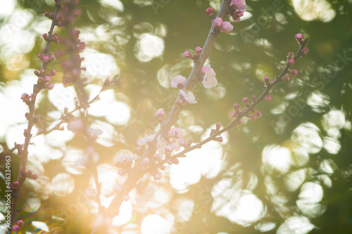 Obraz na płótnie (Selective focus) Stunning view of some Plum blossoms in the foreground and blurred green trees in the background. Blossom season, natural background. Tokyo, Japan. w salonie