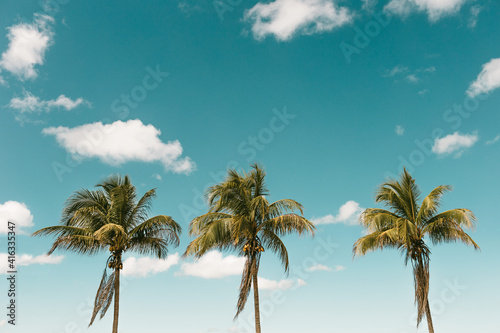 palm trees on the beach